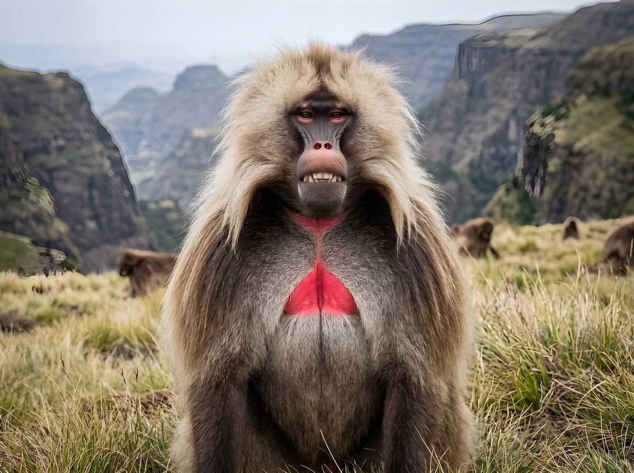 Geladas of the Ethiopian Highlands (Simien)