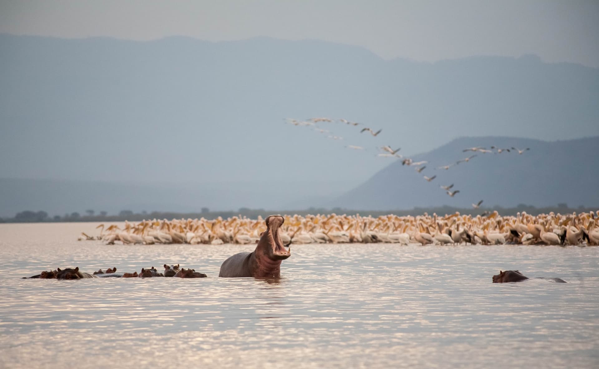 Safari in Ethiopia: Where to Spot Wildlife?