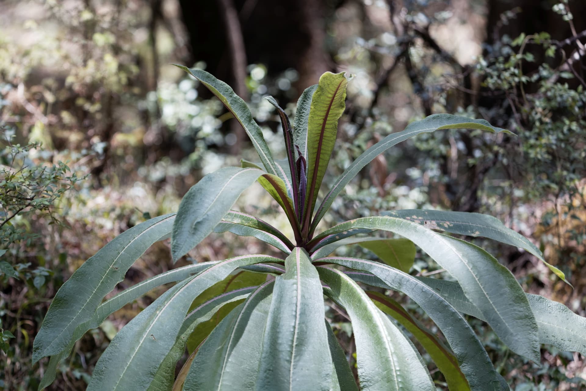 Menagesha National Forest