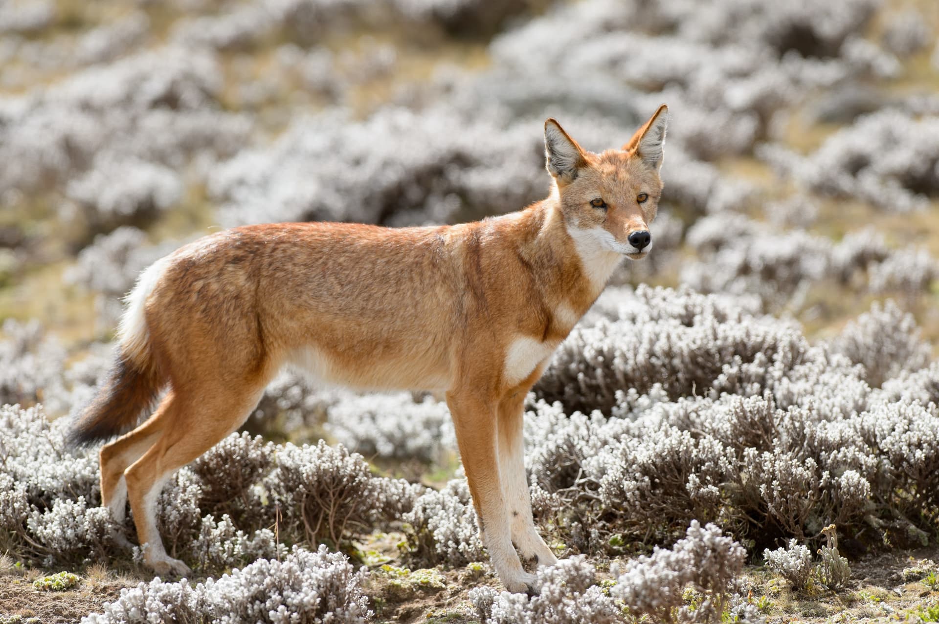 simien wolf